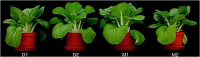 Liquid Anaerobic Digestate as Sole Nutrient Source in Soilless Horticulture—Or Spiked With Mineral Nutrients for Improved Plant Growth